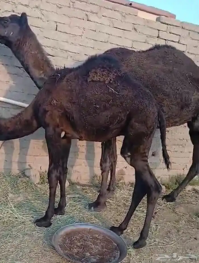 قعود للبيع 2