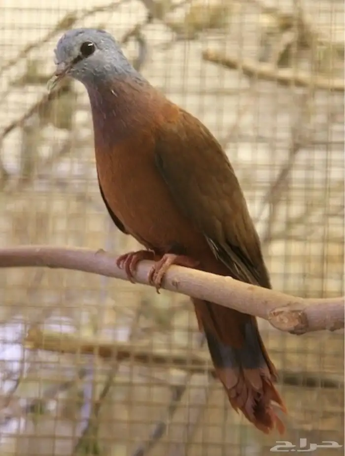يمام ازرق الرأس Blue headed wood dove 3
