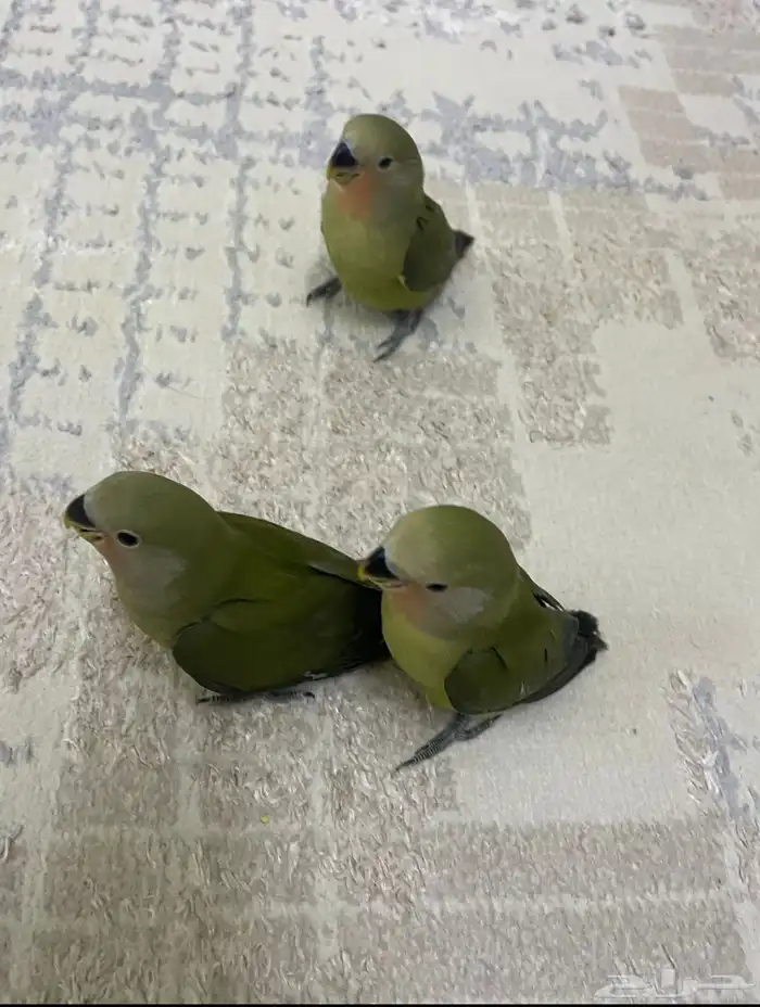 عصافير بسعر جمله للتفريد وا الجمله حياكم الله 0