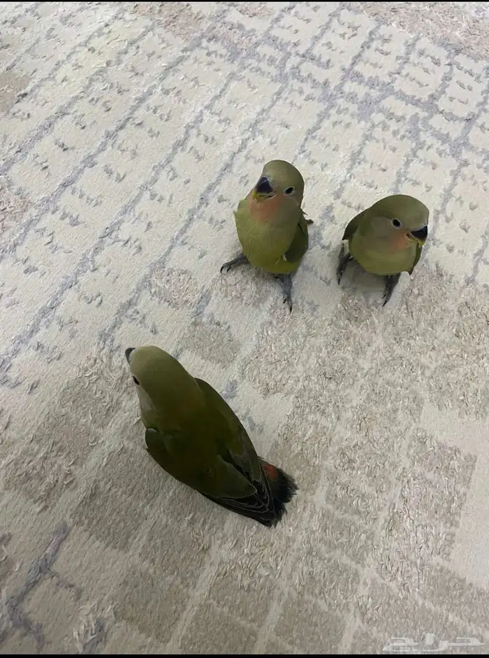 عصافير بسعر جمله للتفريد وا الجمله حياكم الله 1