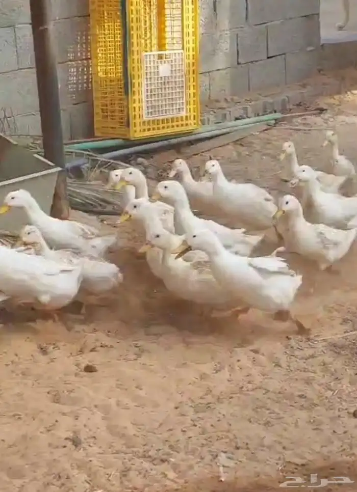 بط بكيني بياض 0