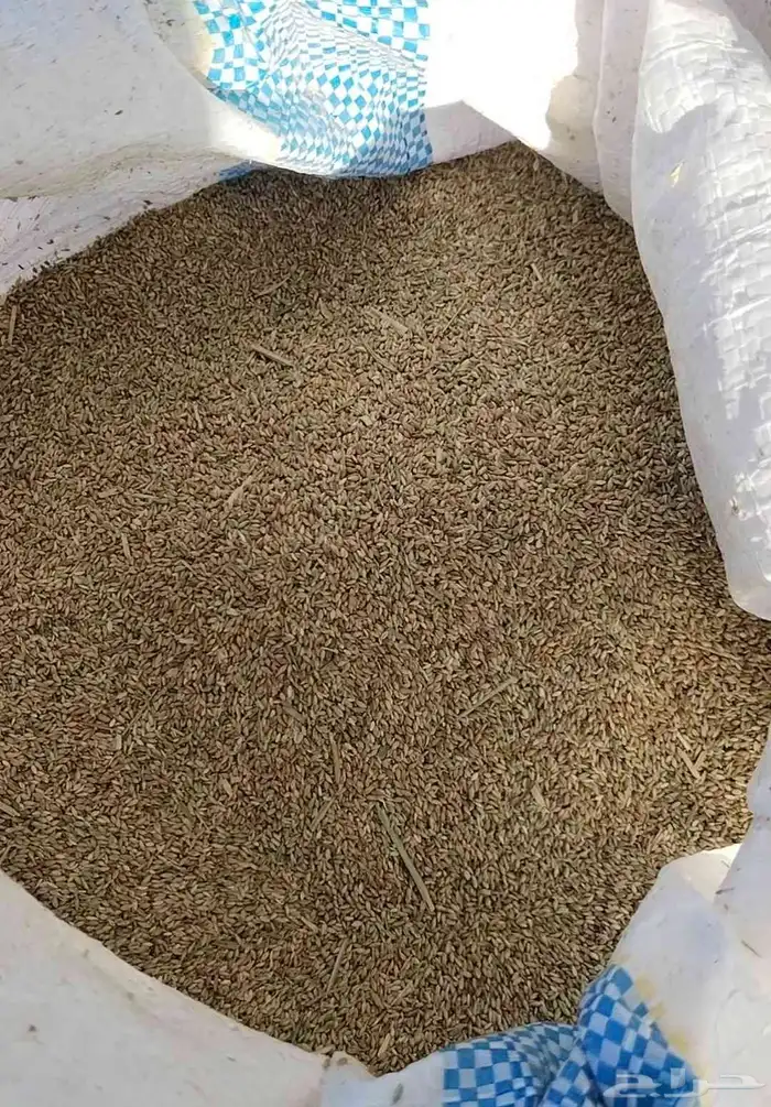 بذور بلو بنك محلي شرط الانبات 0