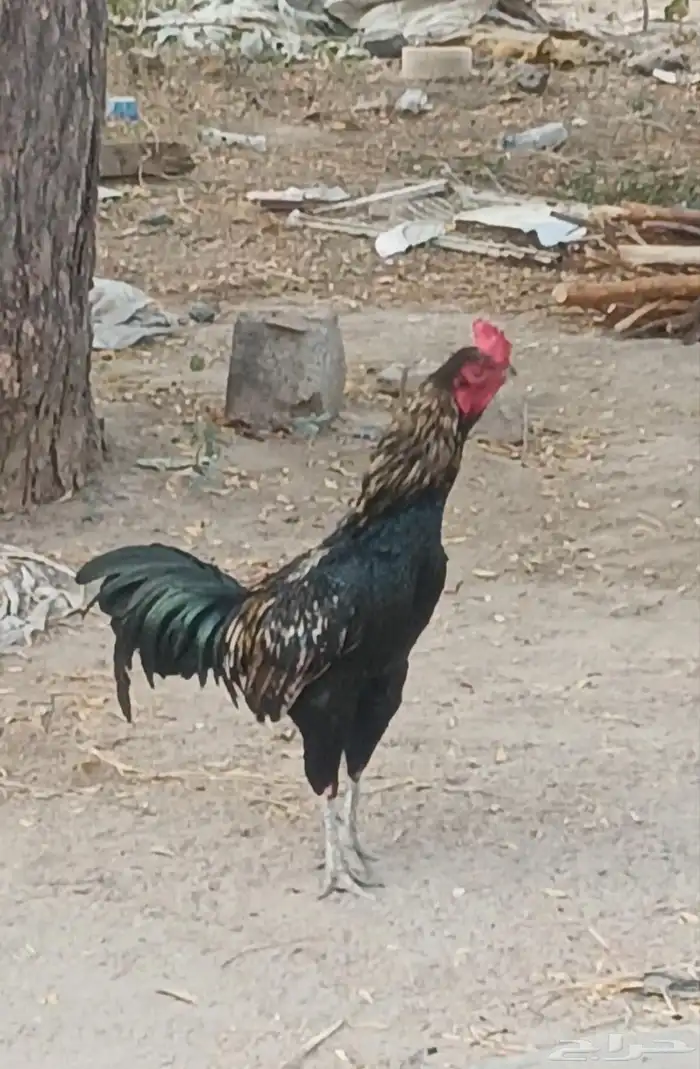 ديك باكستاني سندي 6