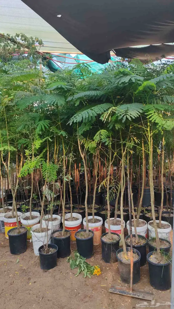 زرع طبيعي وتيل طبيعي وأشجار طبيعي وسماد الأماني مشتل زرع 2