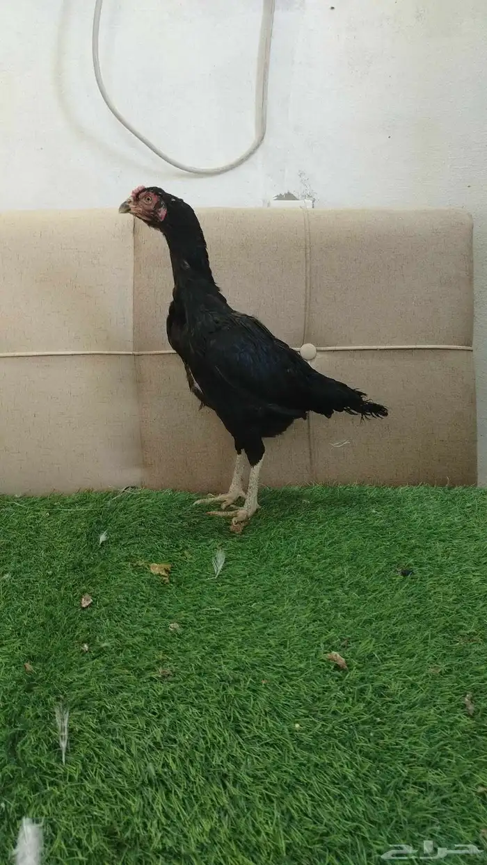 دجاج باكستاني سندي 0
