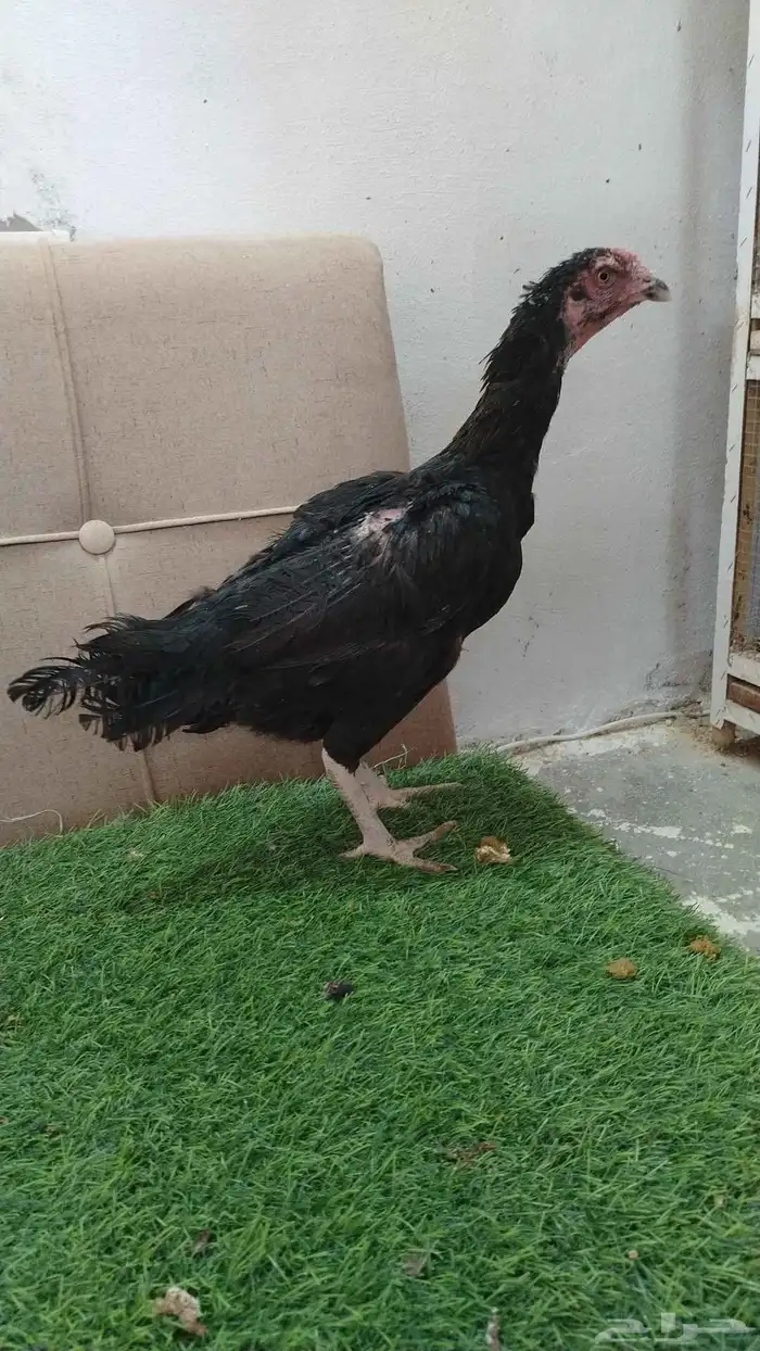 دجاج باكستاني سندي 3
