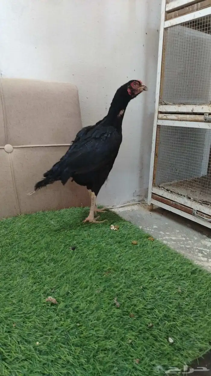 دجاج باكستاني سندي 1