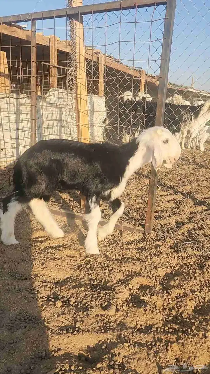 طلي نجدي صنف مشروع فحل 7