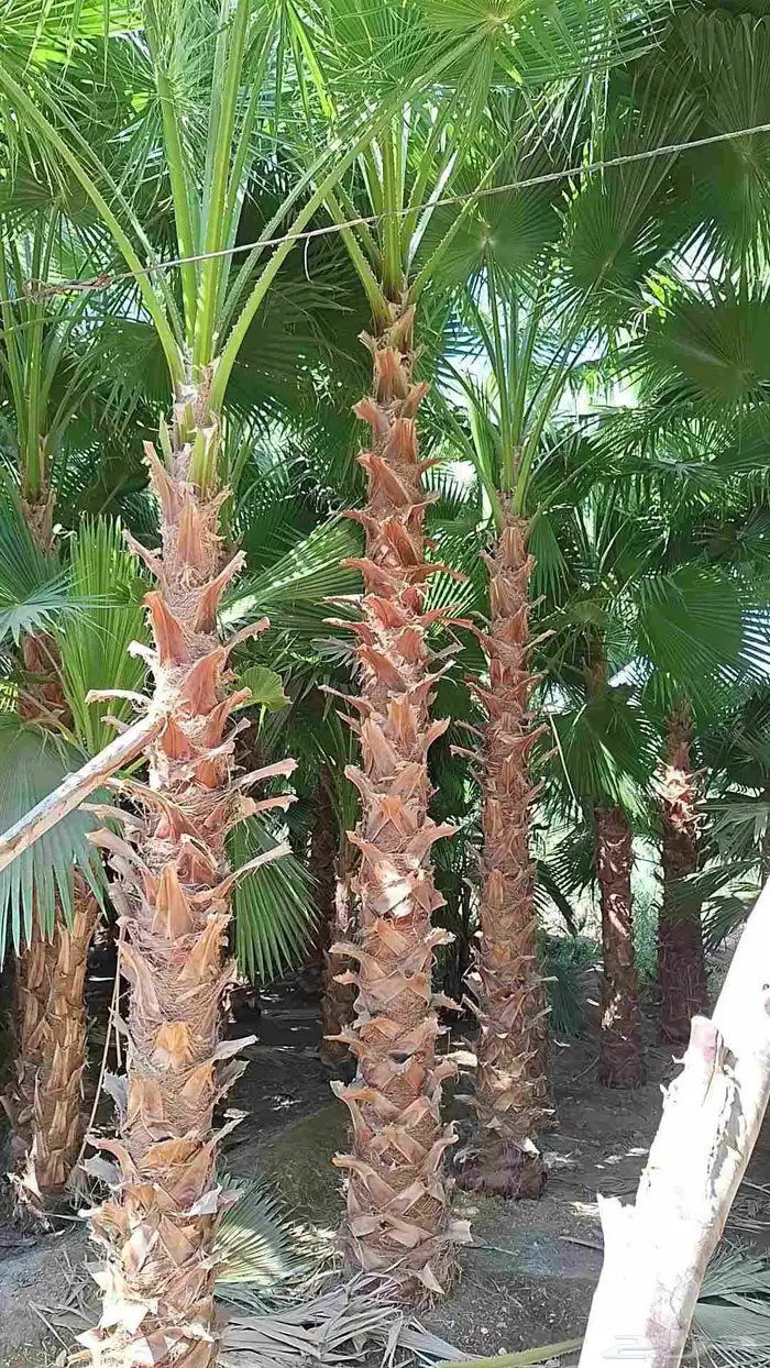 نخل للبيع وشنطني زينه أمريكي ونخل عربي مع انقل والغرس 3