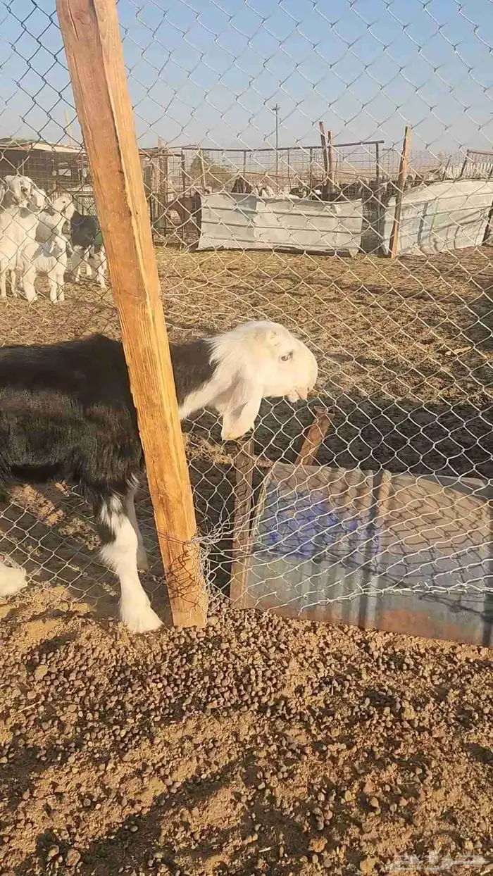 طلي نجدي صنف مشروع فحل 6