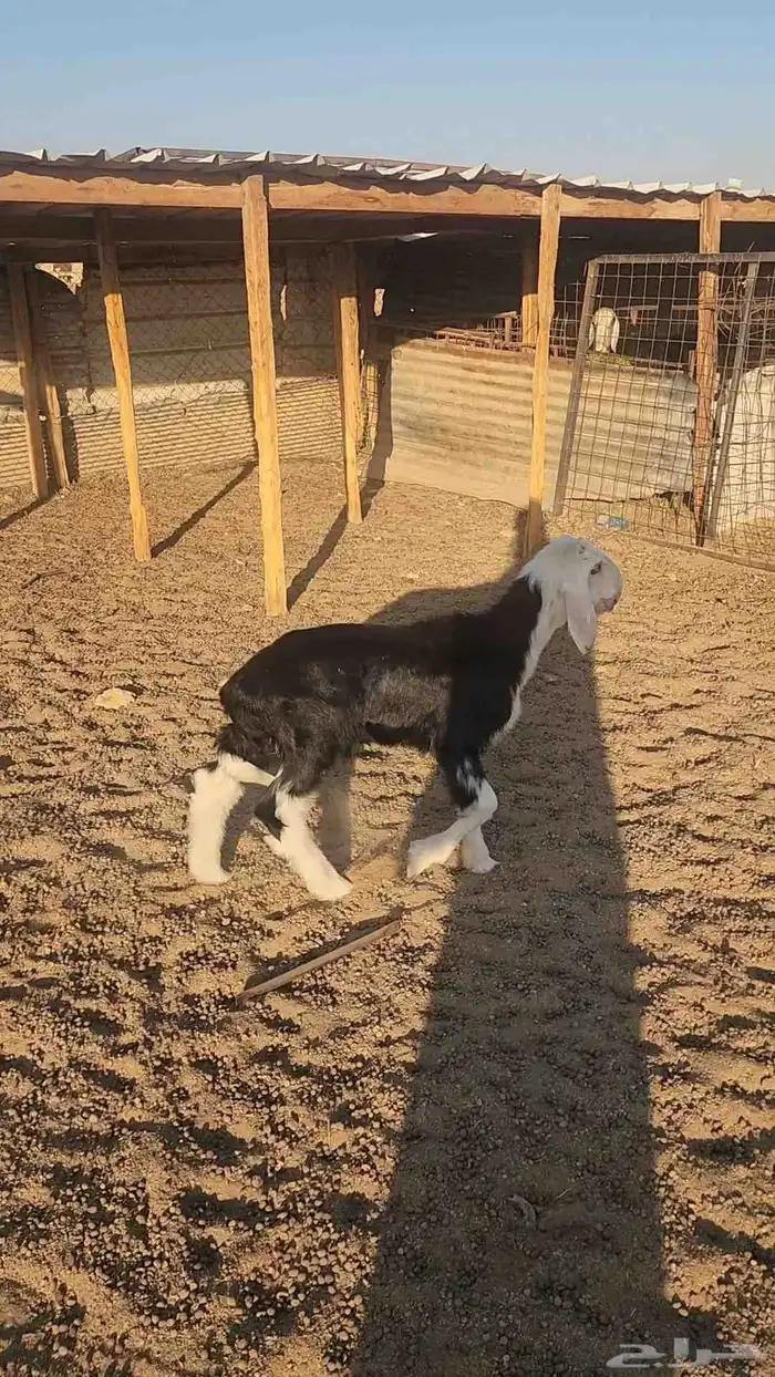 طلي نجدي صنف مشروع فحل 0