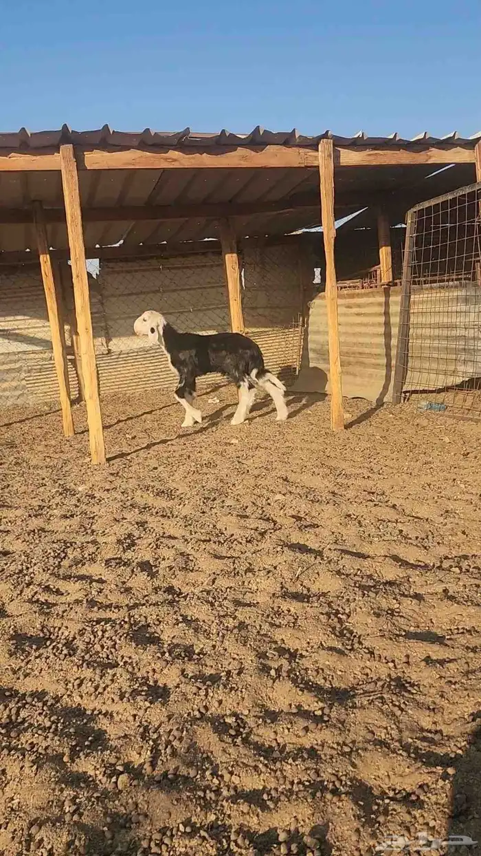 طلي نجدي صنف مشروع فحل 5