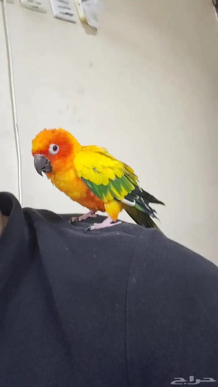 طير صن كنيور ذكر العمر سنه واربعه شهور 0