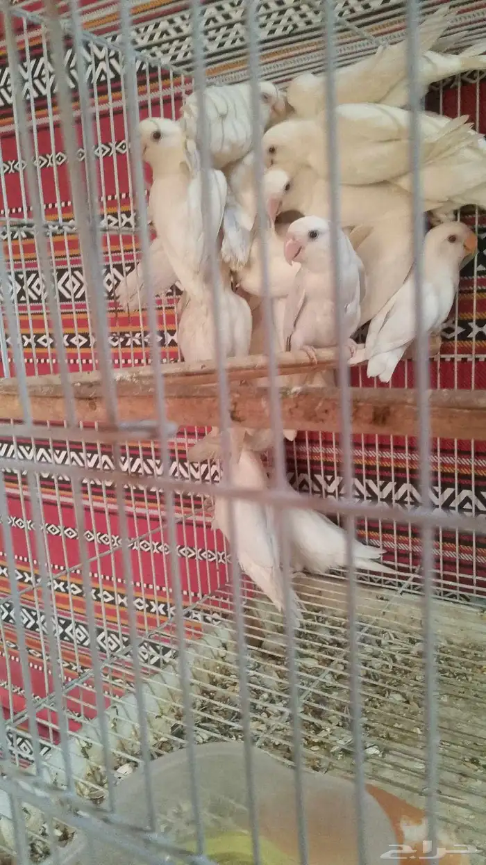 دجاج براهما دجاج رومي ارانب حمام سمك سلاحف سناجب وز عراقي 8