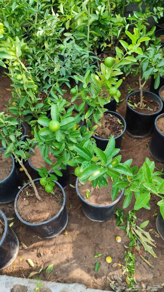 زرع طبيعي وتيل طبيعي وأشجار طبيعي وسماد الأماني مشتل زرع 3