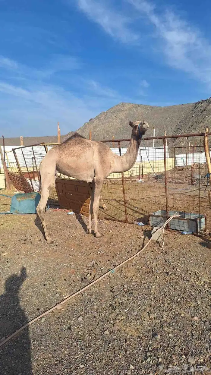 للبيع بكره مقنوي طيبه 3