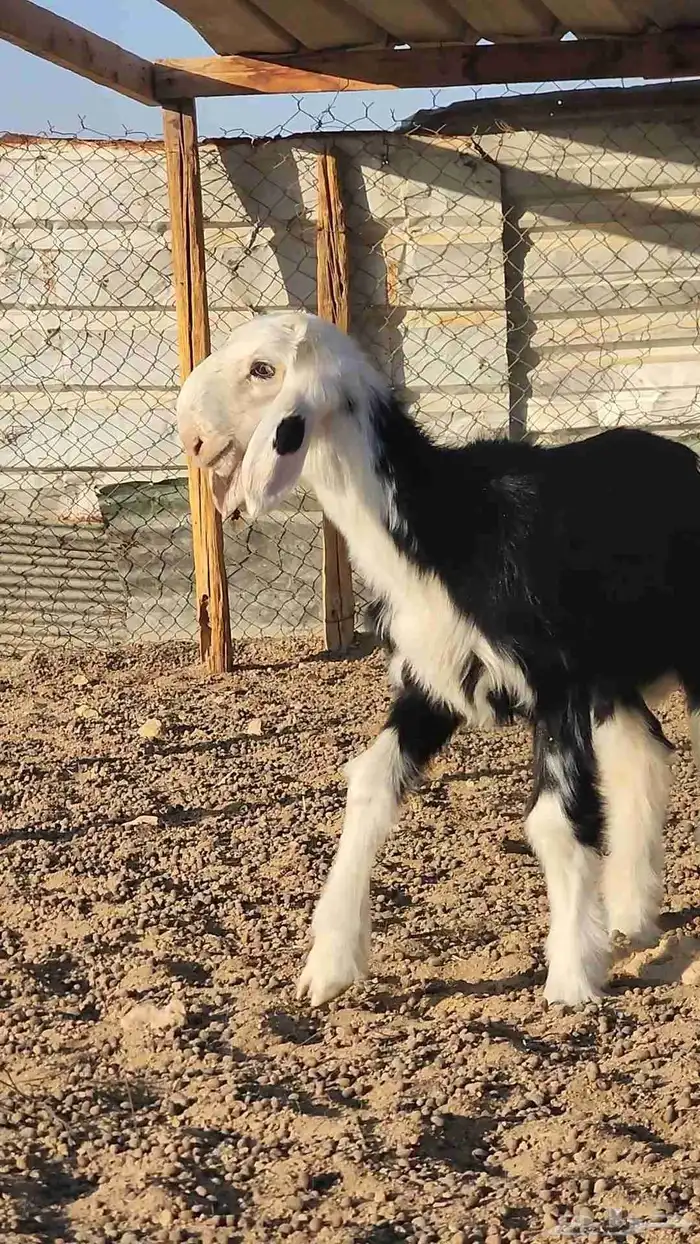 طلي نجدي صنف مشروع فحل 3