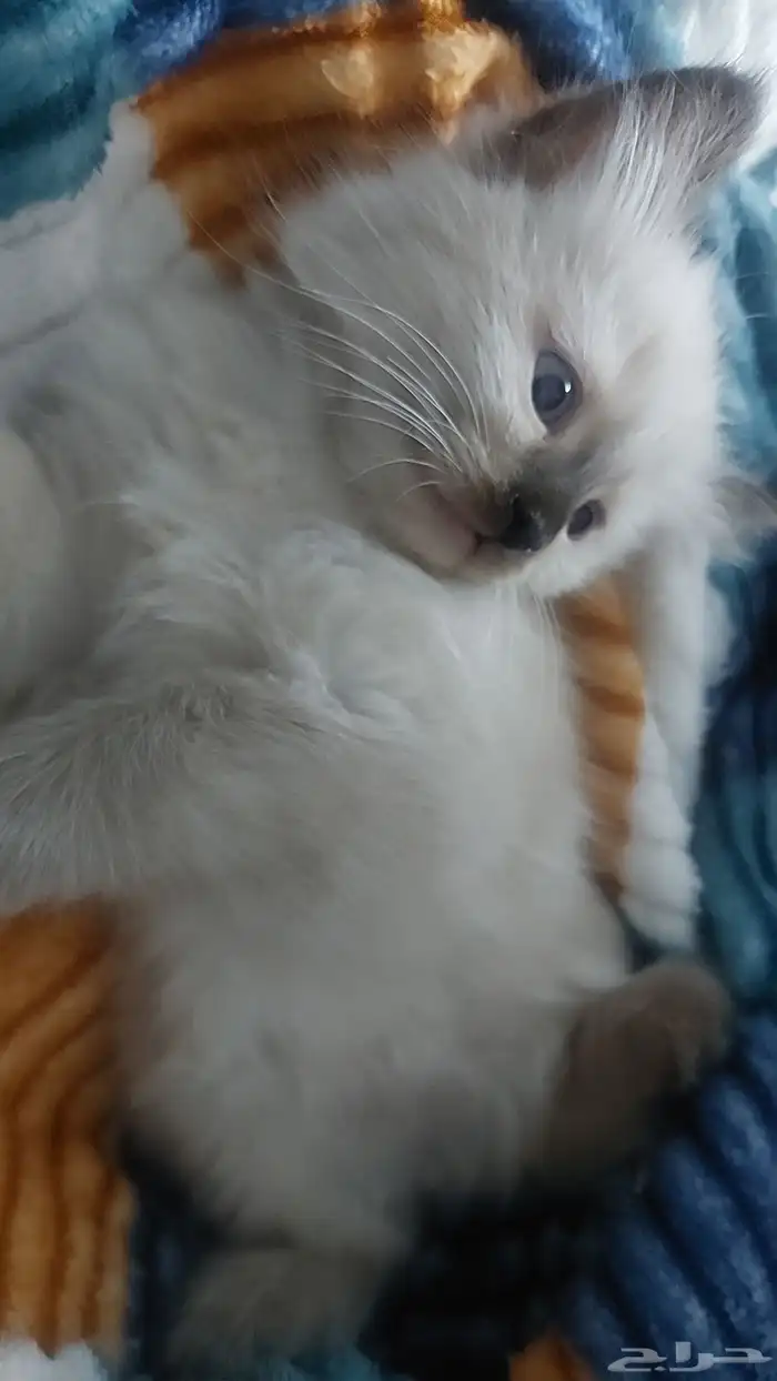 قطط انثى وذكر العمر شهرين و3أيام الام شيرازيه والاب همالايا 0