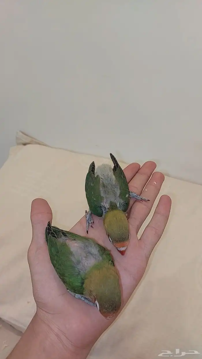 فرخين فيشر الوان جميله 1