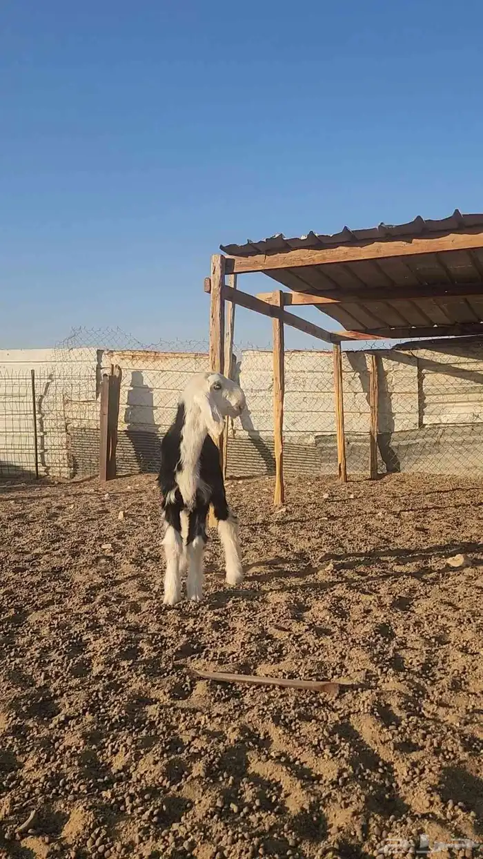 طلي نجدي صنف مشروع فحل 1