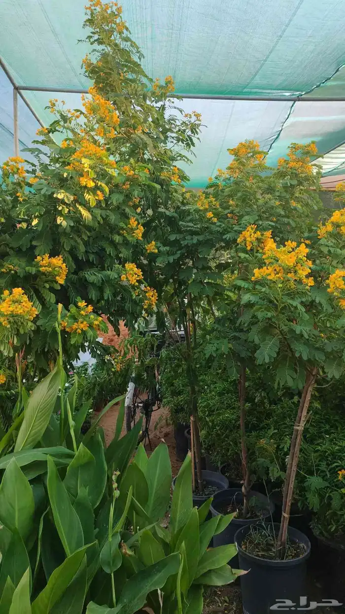 زرع طبيعي وتيل طبيعي وأشجار طبيعي وسماد الأماني مشتل زرع 4