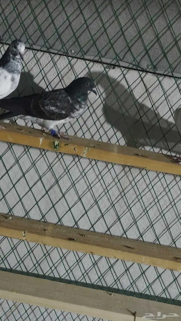 فروخ حمام باكستاني البطل الاخطبوط اذكر الله 1