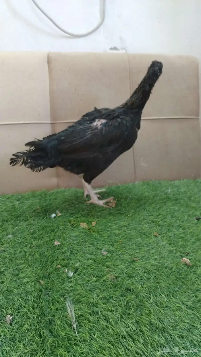 دجاج باكستاني سندي 2