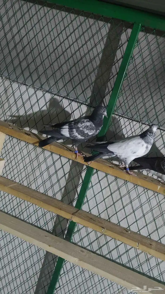 فروخ حمام باكستاني البطل الاخطبوط اذكر الله 0