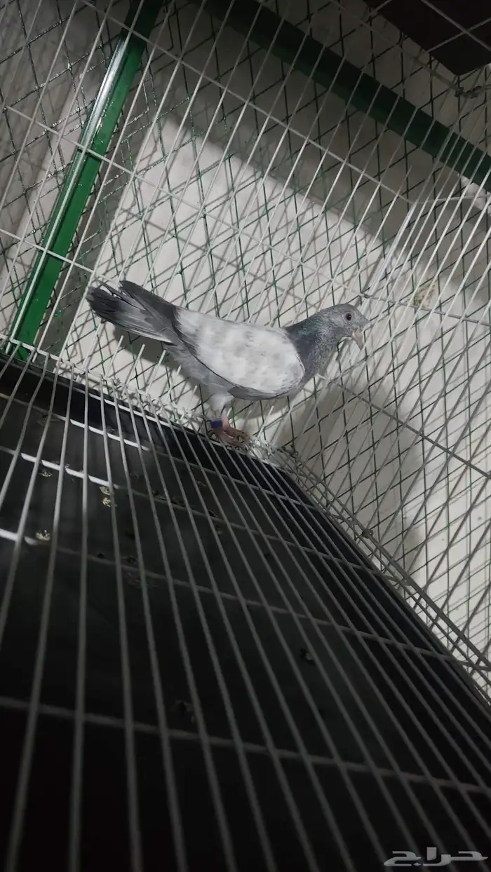 فروخ حمام باكستاني البطل الاخطبوط اذكر الله 2