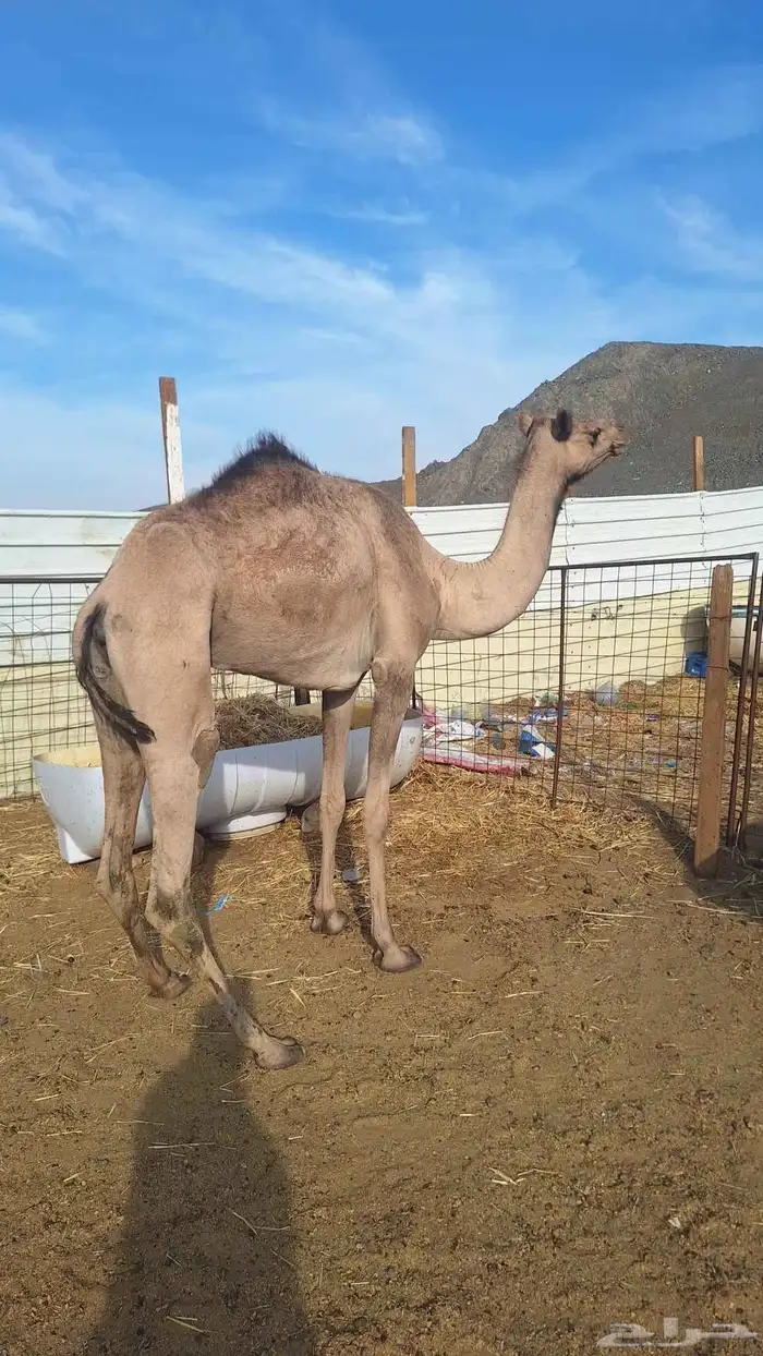 للبيع بكره مقنوي طيبه 1