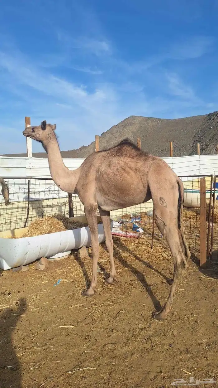 للبيع بكره مقنوي طيبه 2