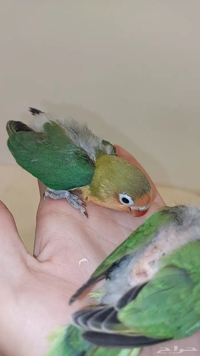 فرخين فيشر الوان جميله 0