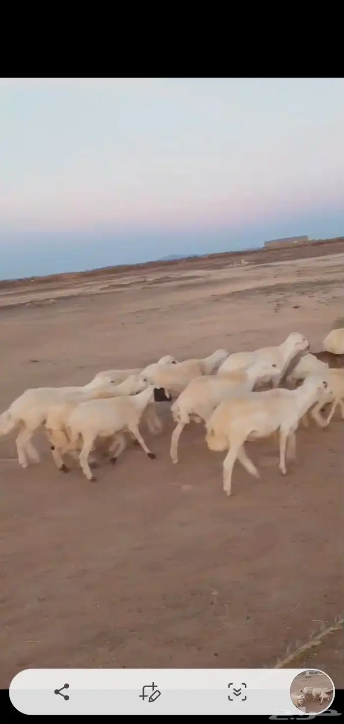 طليان ذبايح جملة وتفريد 1