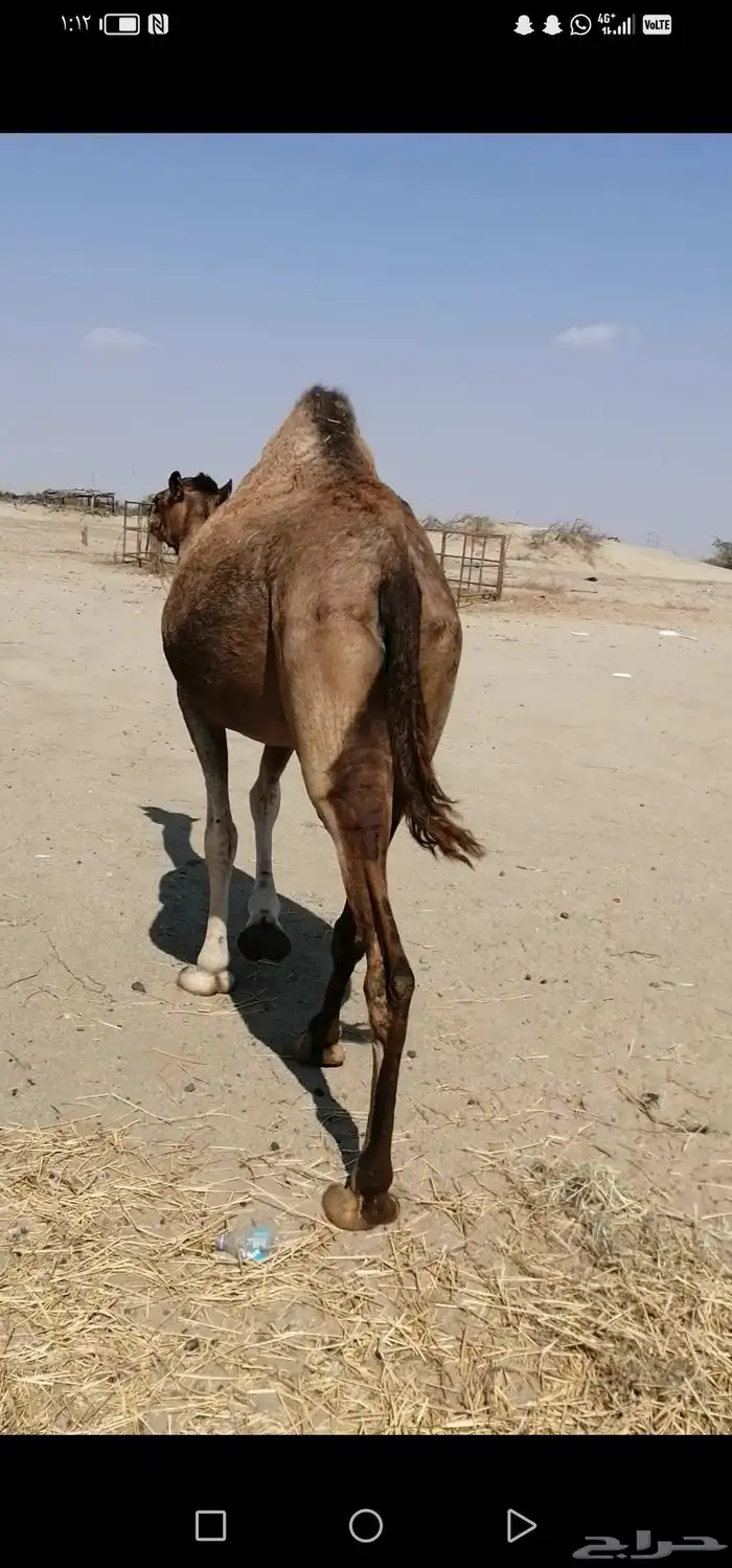 ناقة ساحليه لحقه لها شهر 1