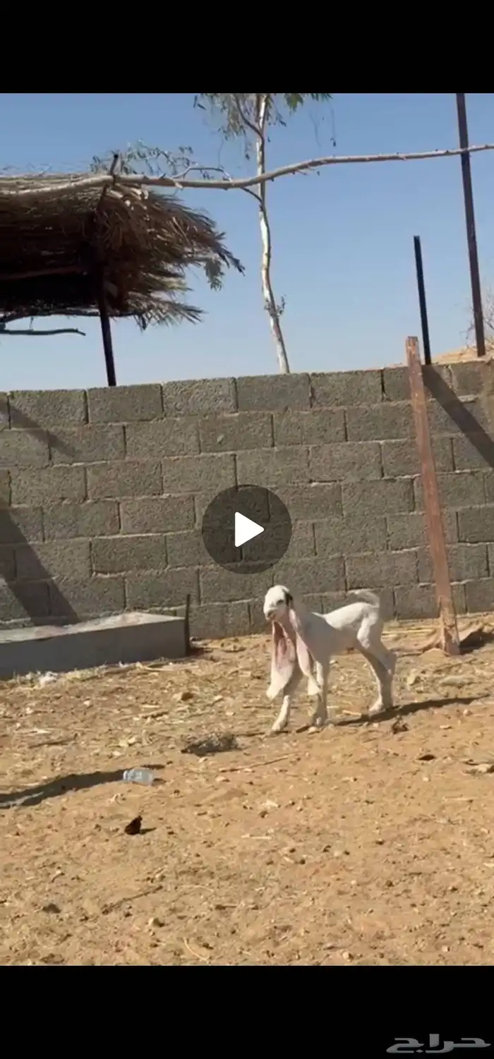 للبيع عنز هولنديه برصاء خصم الخصم 2