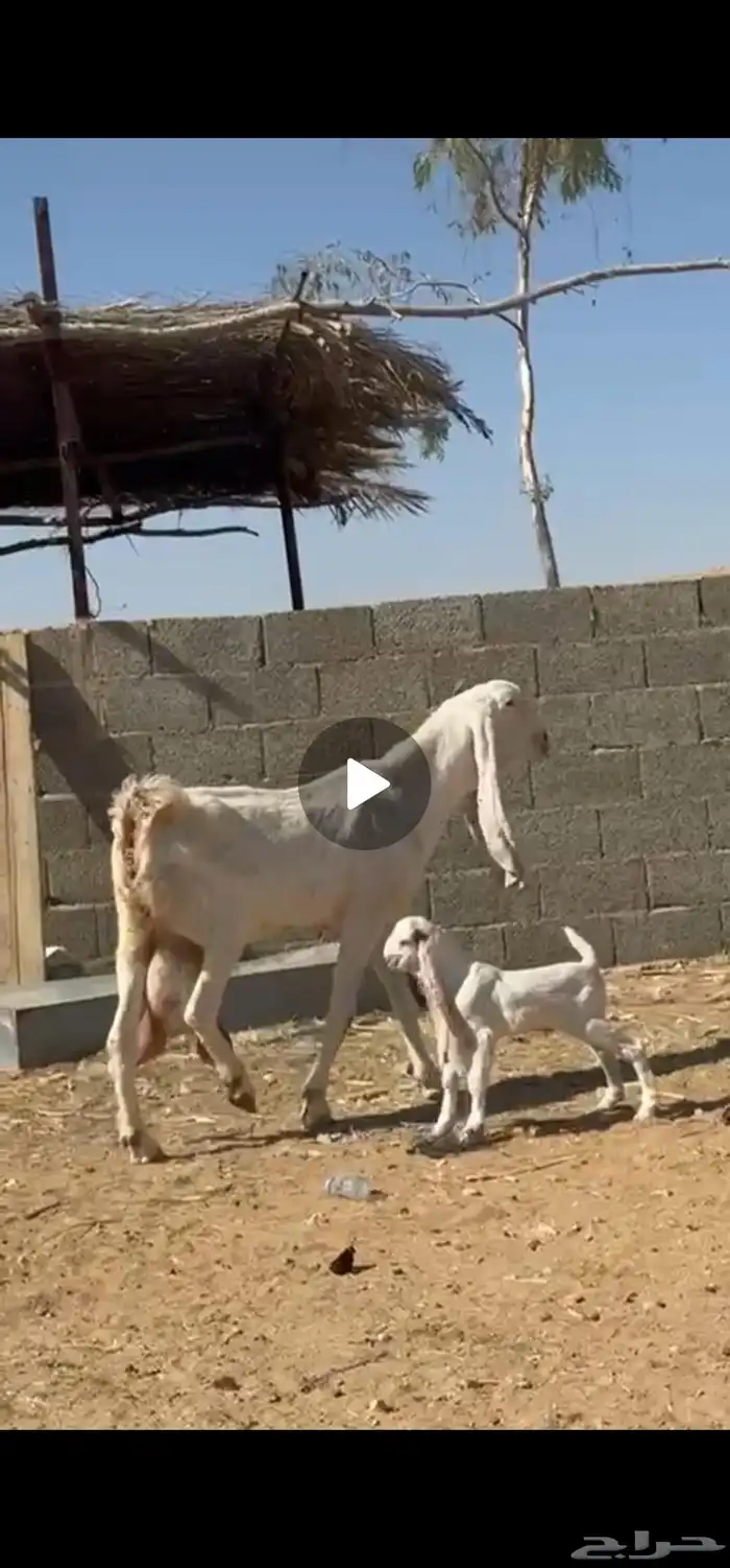 للبيع عنز هولنديه برصاء خصم الخصم 3