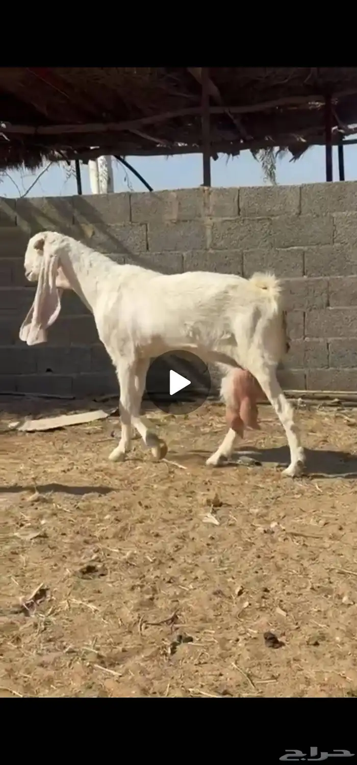 للبيع عنز هولنديه برصاء خصم الخصم 1