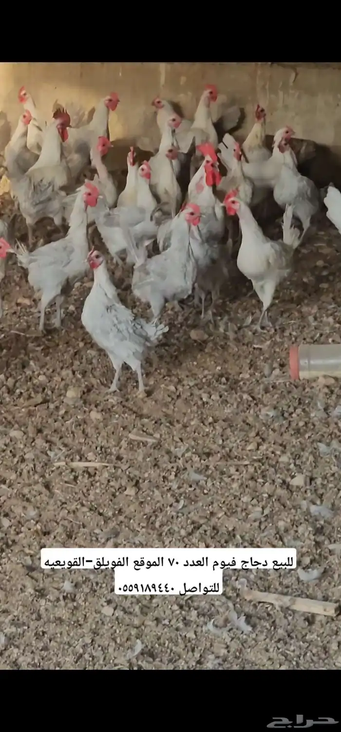 دجاج فيوم المنيوم 2