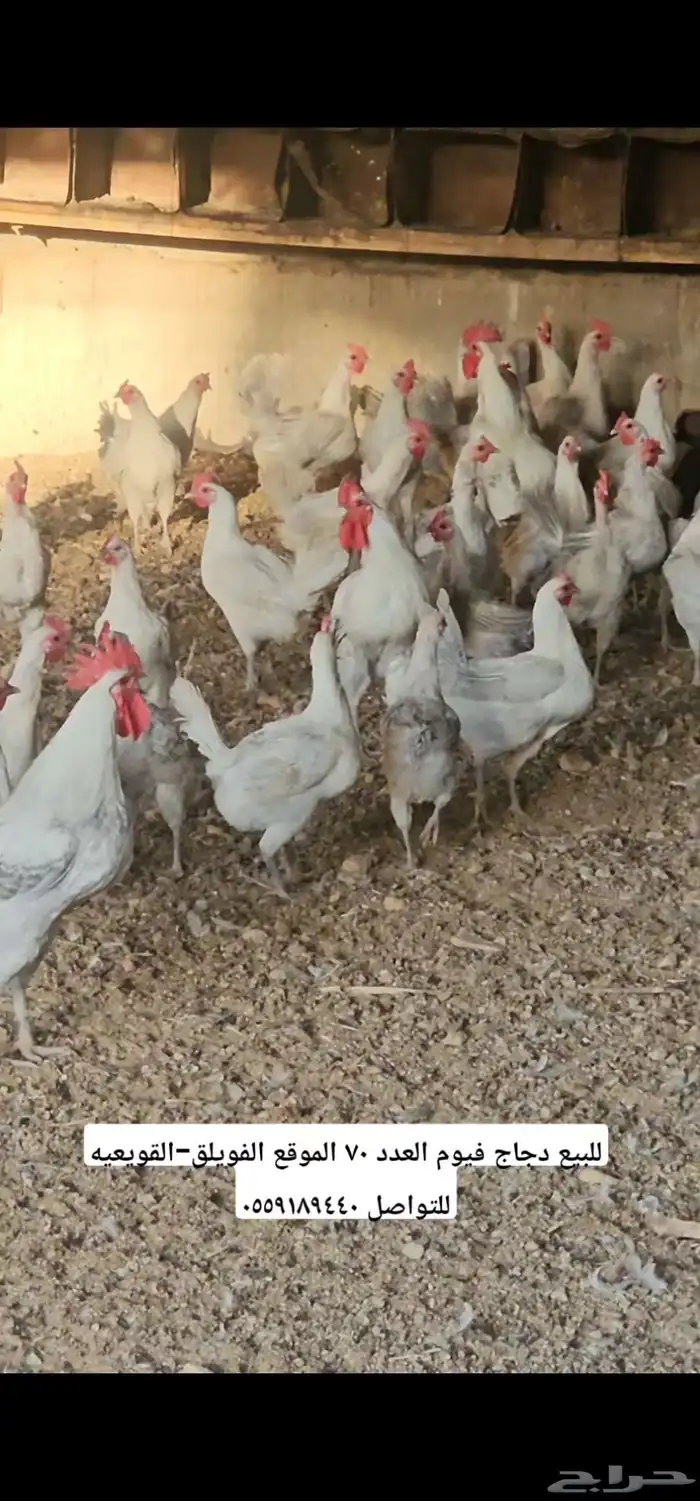 دجاج فيوم المنيوم 0