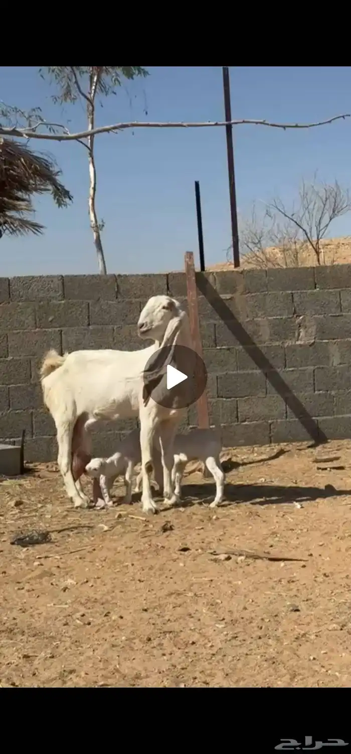 للبيع عنز هولنديه برصاء خصم الخصم 5