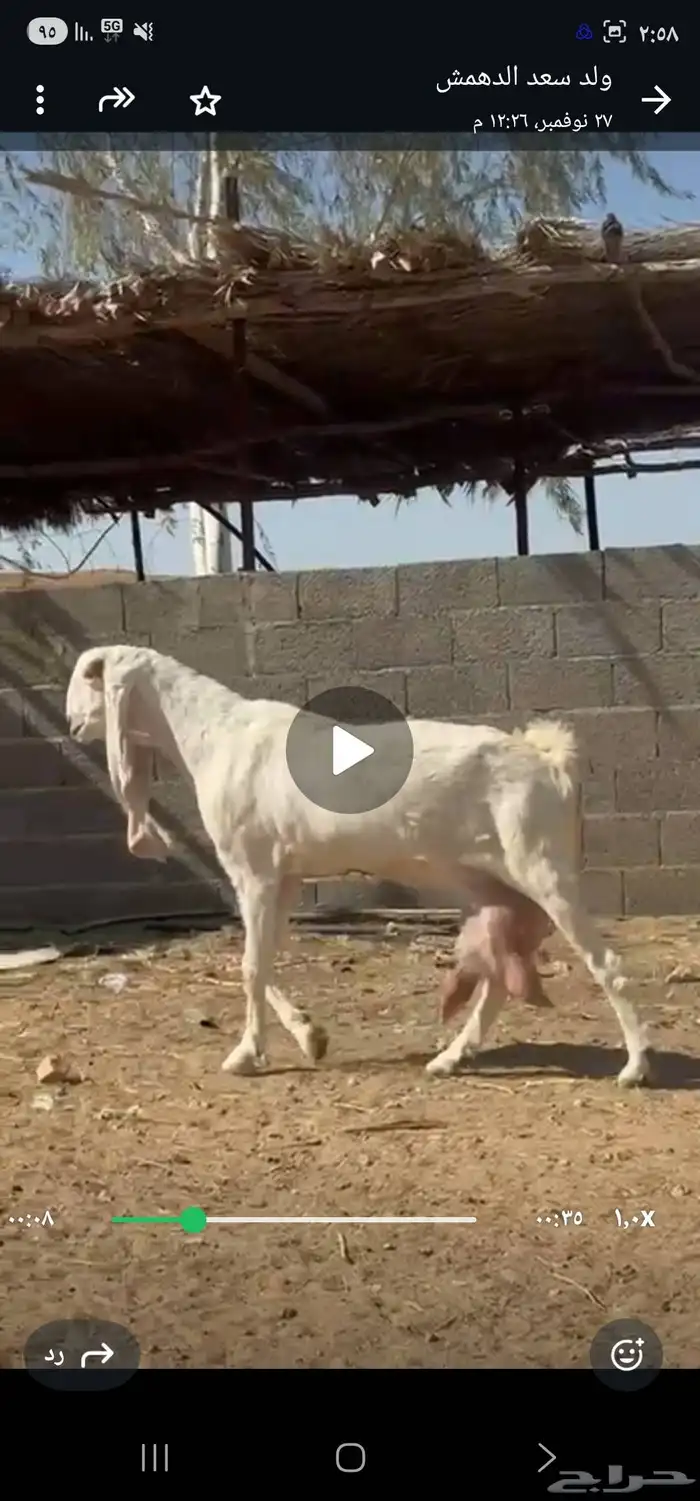 للبيع عنز هولنديه برصاء خصم الخصم 4