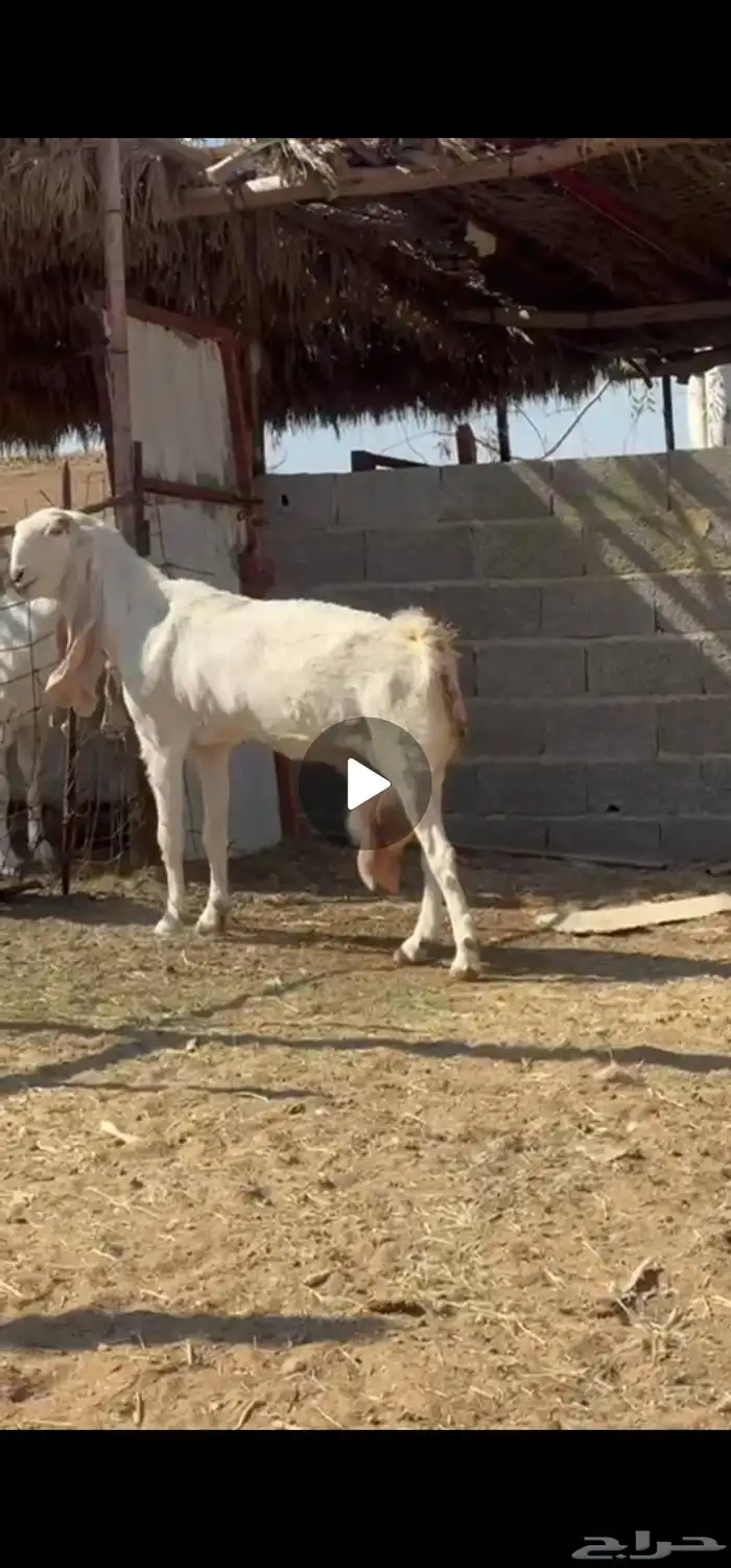 للبيع عنز هولنديه برصاء خصم الخصم 0