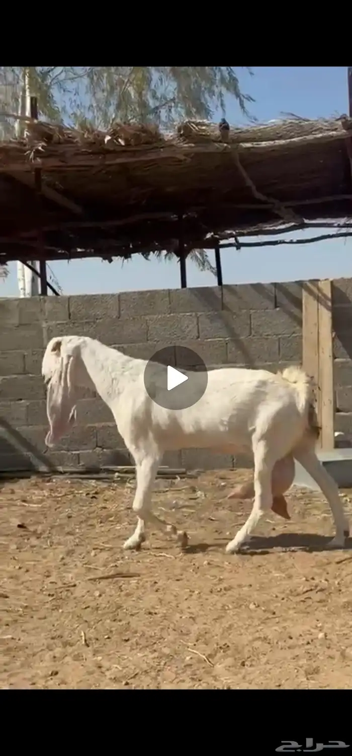 للبيع عنز هولنديه برصاء خصم الخصم 6