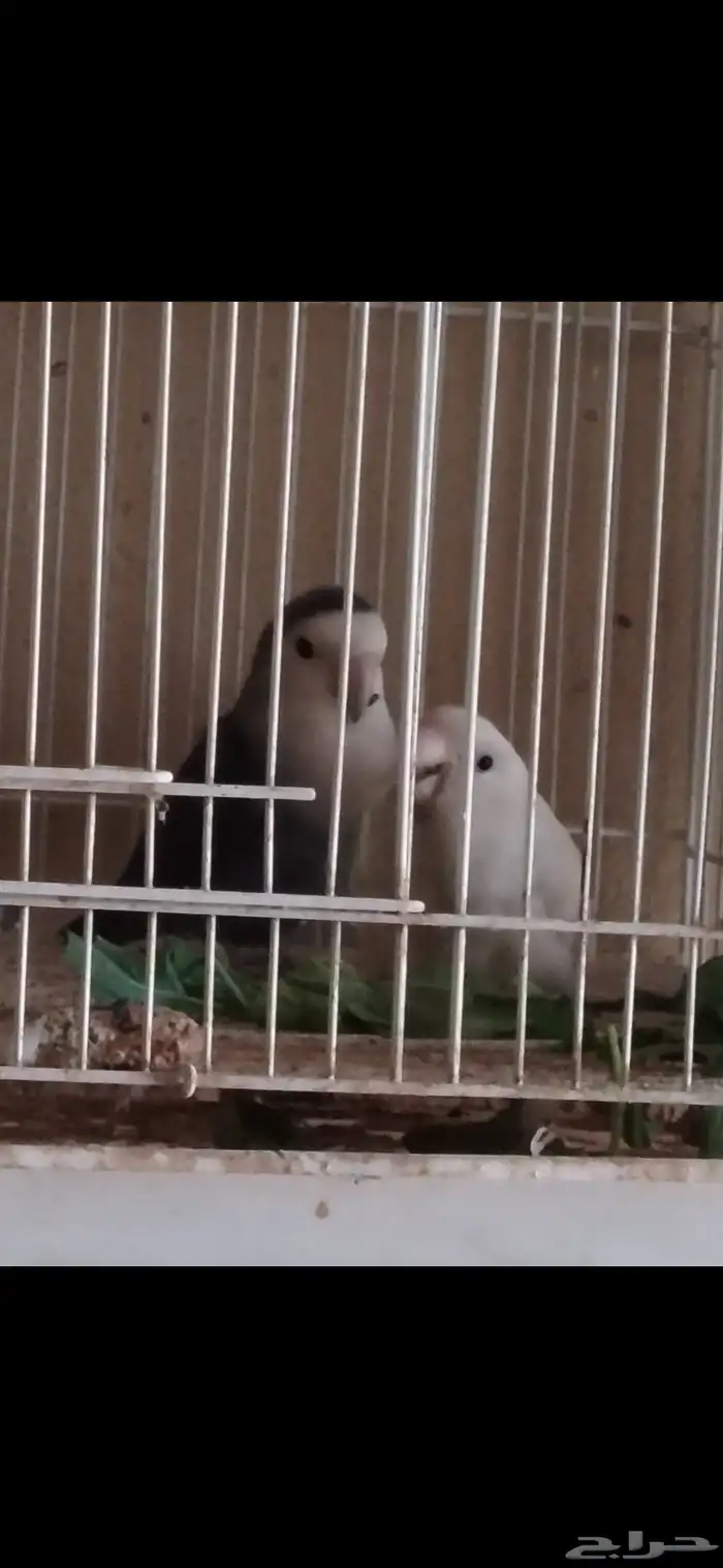 زوج روز للبيع 0