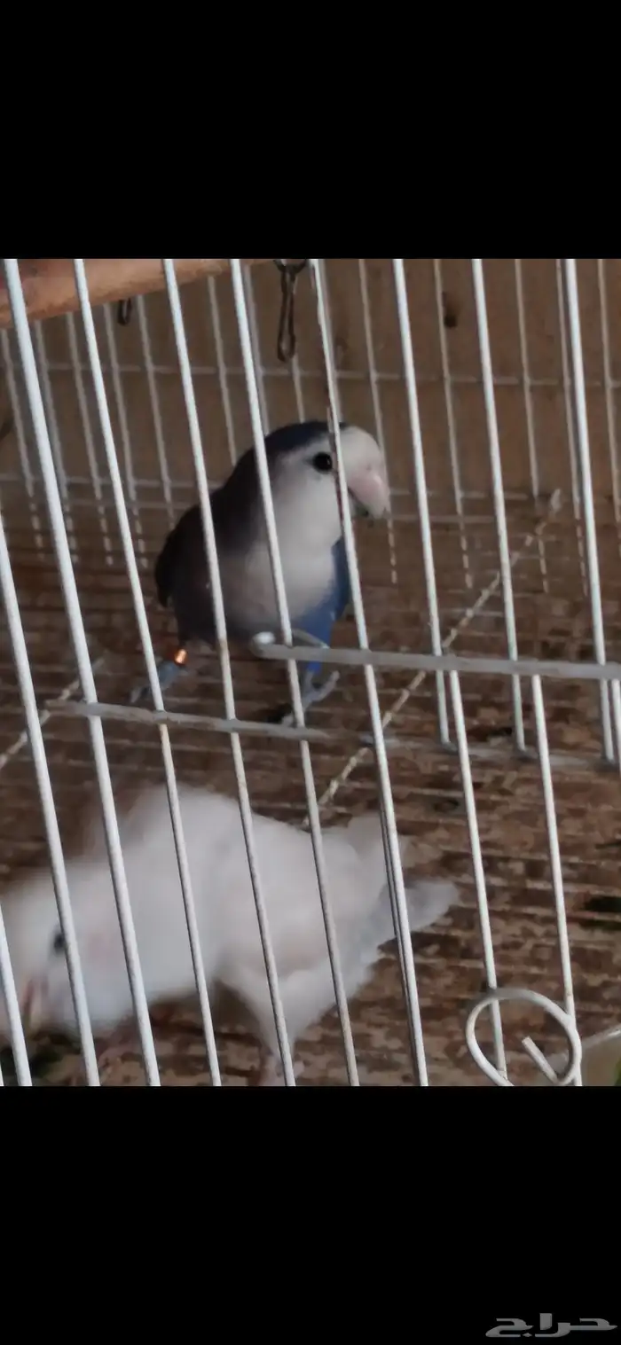 زوج روز للبيع 1