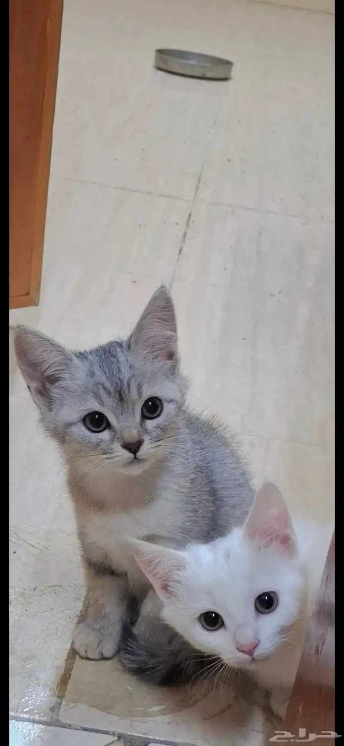 قطط للتبني بعمر 3 شهور 1
