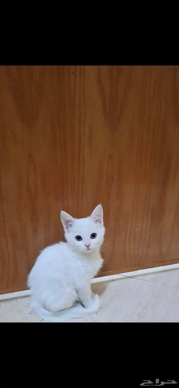 قطط للتبني بعمر 3 شهور 0