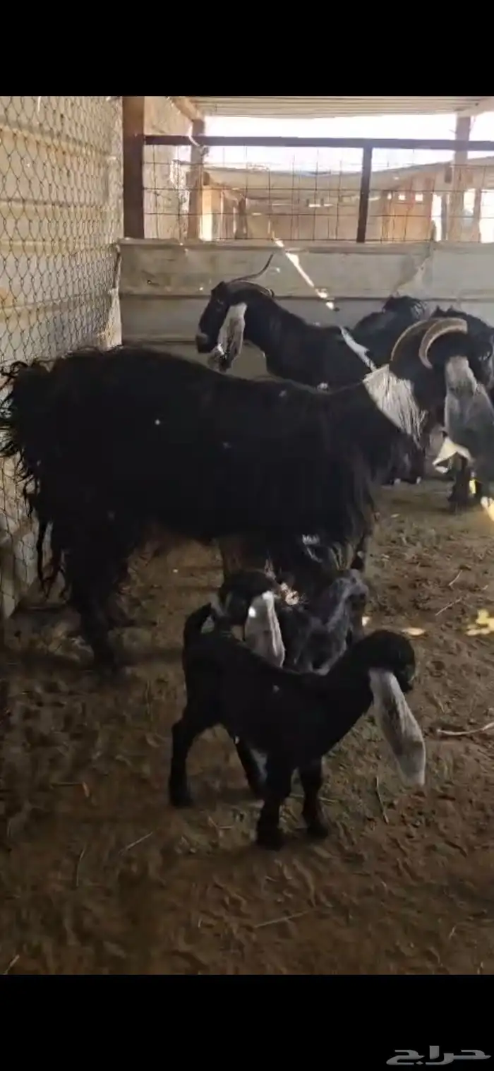 معزا عوارض 3تحتها6 0