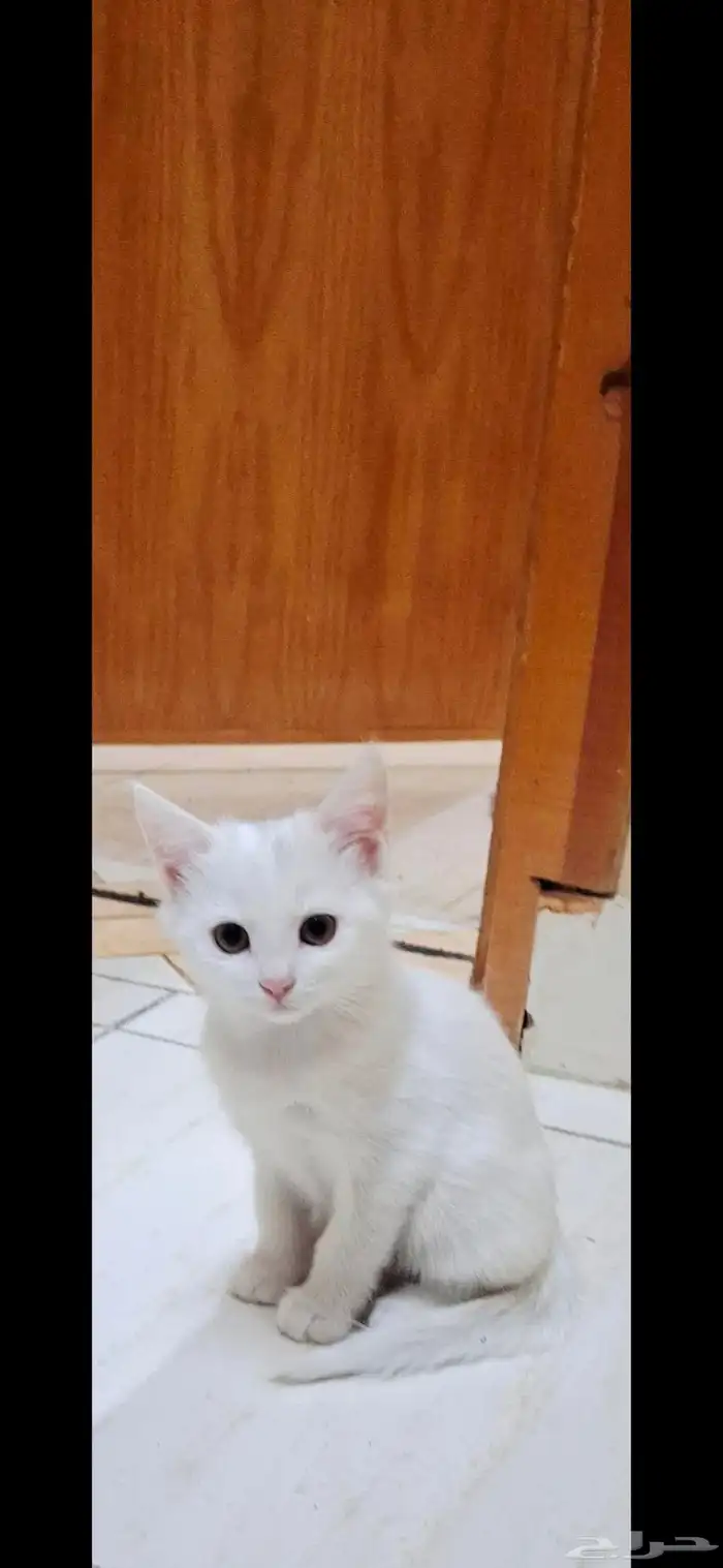 قطط للتبني بعمر 3 شهور 2