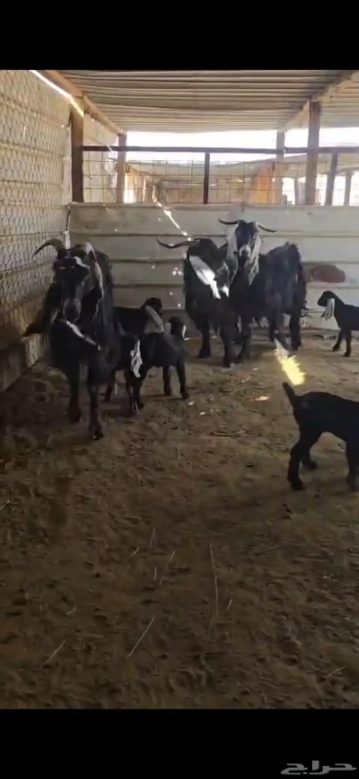 معزا عوارض 3تحتها6 1